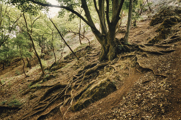 Obraz premium Old tree on the spring forest