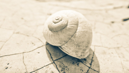 snail shell at the beach