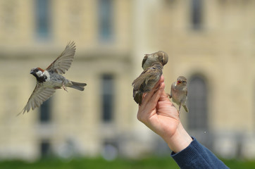Paris cour carrée du Louvres, moineaux