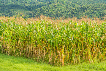 image of corn field and sky in background.