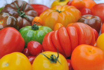tomates de couleurs et de formes différentes sur fond bois blanc