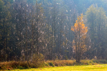 Pajęczynowy Las © Wojciech Lisiński
