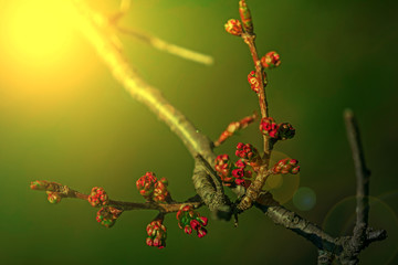 Spring cherry bud in sunset light 2