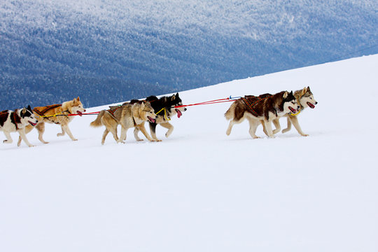 Husky Sled Dogs Running In Snow