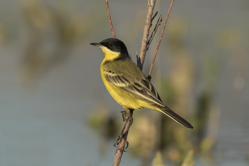 Yellow Wagtail