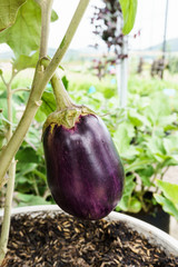 purple aubergine growing on the plant, close up