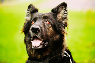 German Shepherd Dog Close Up 