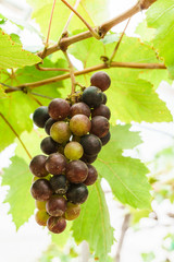bunch of fresh grapes on vine with green leaves