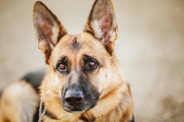 German Shepherd Dog Close Up 