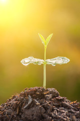 Young plants and light morning.