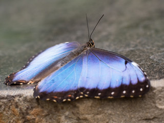Blue morpho butterfly