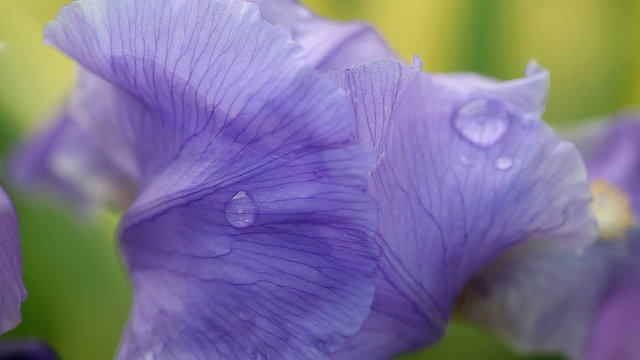 Bearded iris after the rain