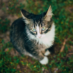 Fototapeta premium Small Cat Kitten Sitting On Green Spring Grass. 