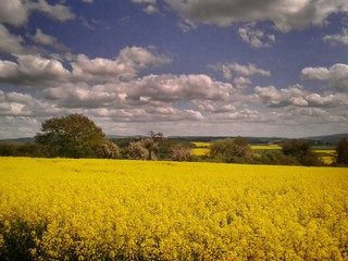 Rapsfeld mit blauen Himmel