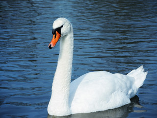 Obraz premium Stolzer Schwan