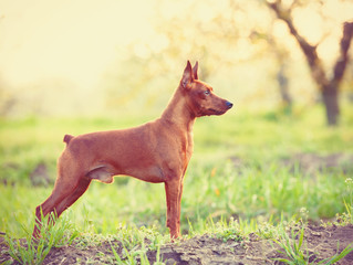 Photo of young miniature pinscher