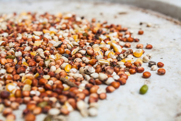 Mixed Wheat and Grain for Bird Feed