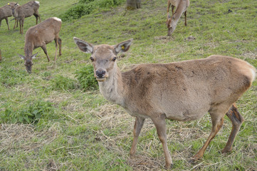 Naklejka na ściany i meble European Roe Deer, Capreolus capreolus