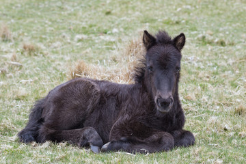 Fototapeta premium Wild Dartmoor Pony Foal 