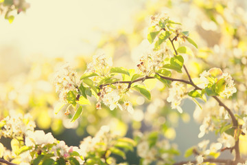 Blossom apple tree in the garden in spring time