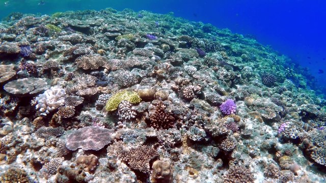 Underwater scene. Coral reef colorful fish groups.