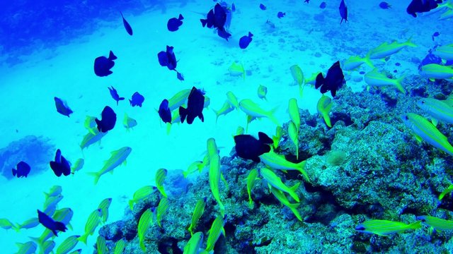 Underwater scene. Coral reef colorful fish groups.