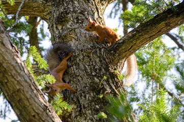 A couple frolicking squirrels on the trunk of  spruce.