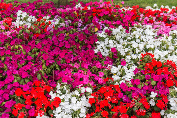 a field full of small colorful flowers
