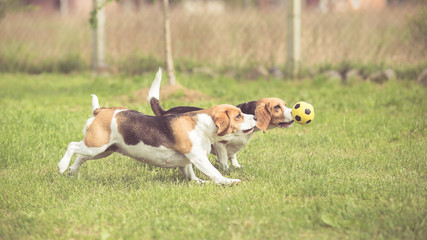 Two Beagle Dogs playing football