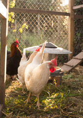 White and red hens walking on rural yard