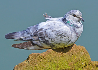 white pigeon on the rock