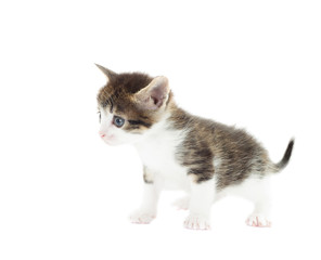 kitten standing on a white background