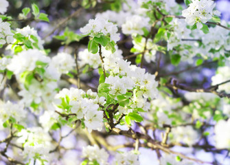 background branch of apple blossom