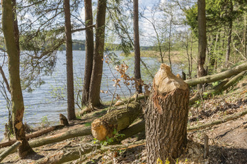 Fototapeta premium Tree gnawed beavers