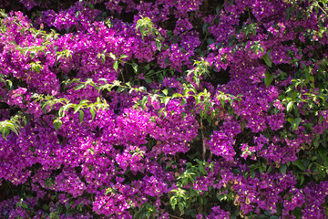 Fototapeta premium Floral postcard for your design