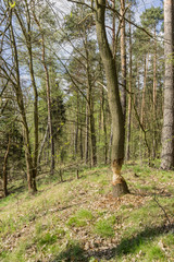 Tree gnawed beavers