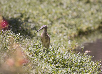 Squacco heron standing on a river bank
