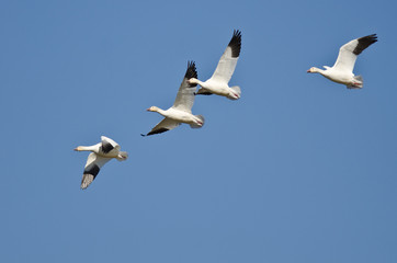 Fototapeta na wymiar Four Snow Geese Flying in a Blue Sky