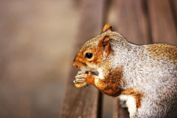 Squirrel, park, rodent, cute, tree, bench, furry