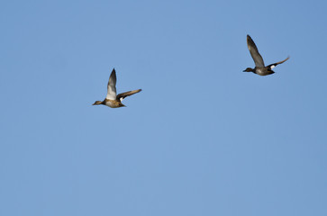 Pair of Gadwalls Flying in a Blue Sky