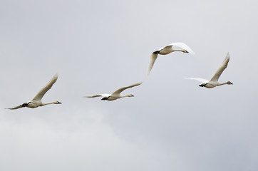 Four Tundra Swans Flying on a Light Background