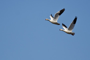 Fototapeta na wymiar Synchronized Flying Demonstration by a Pair of Snow Geese