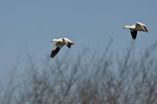Pair of Snow Geese Landing in the Marsh