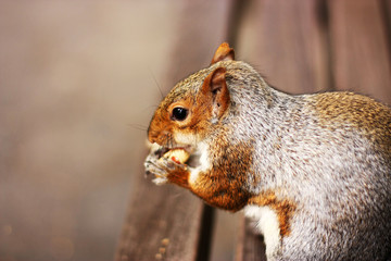 Squirrel, park, rodent, cute, tree, bench, furry