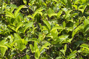 Teefeld, camellia sinensis