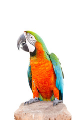     Parrot standing on dry tree over white background