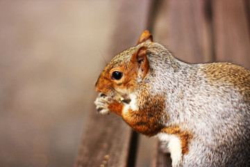 Squirrel, park, rodent, cute, tree, bench, furry