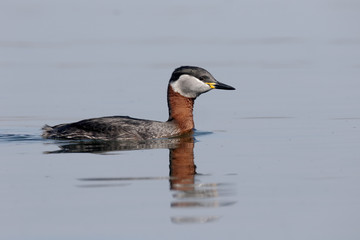 Red-necked grebe, Podiceps grisegena