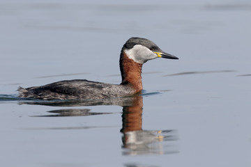 Red-necked grebe, Podiceps grisegena