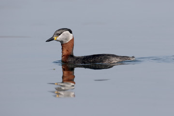 Red-necked grebe, Podiceps grisegena